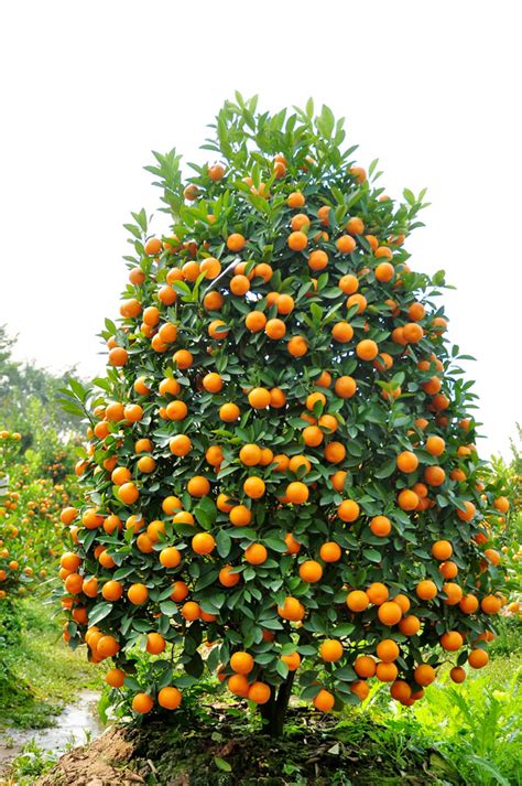 kumquat tree - Scooter Saigon Tours