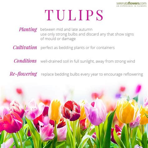 Home Page | Planting tulips, Best flower delivery, Tulips meaning