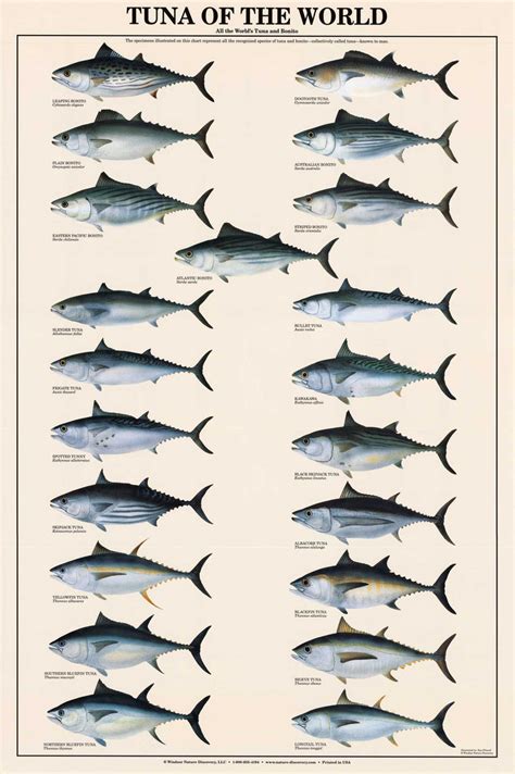 Tuna Poster and Identification Chart - Tuna of the World. Fish Wall Art ...