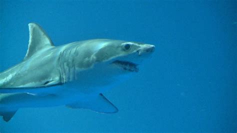 Great White Shark on Exhibit: September, 2011 - YouTube