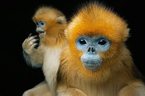 The ‘Photo Ark,’ stunning images of some of Earth’s most endangered ...