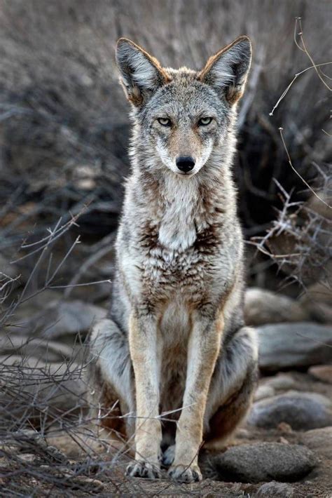 DISPLAY-1226-main-coyotes 2 (1140×1709) Temperate Deciduous Forest ...