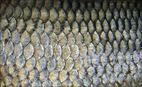 Fish Scales High Res 0 | TISED - McGill University