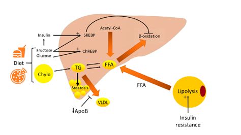 Principles of Biochemistry 20 |Liver and Muscle Metabolism| Class Notes ...