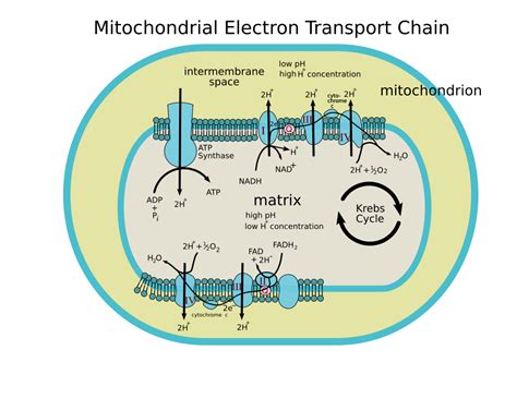 Electron transport chain - wikidoc