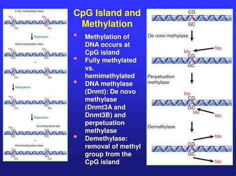 PPT - [IV] The Role of Chromatin Structure in Control of Gene ...