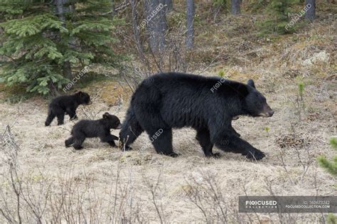 Two Black Bear Cubs — country, parks - Stock Photo | #162673242