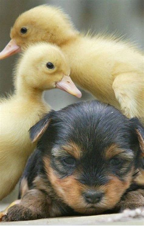 Need a big hug? Find a couple of friendly lil ducklings. | Cute animals ...