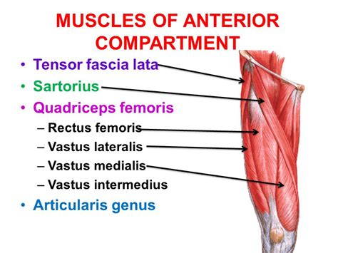 Thigh Muscles : Attachment, Nerve Supply & Action - Anatomy Info