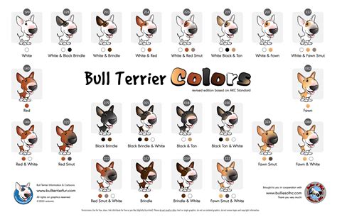 Bull Terrier Colors reference chart