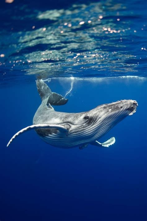 Blue Whale Underwater