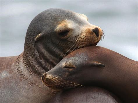 Sea Lion Pups Photograph by Stephen Dennstedt