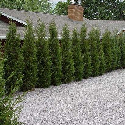 Taylor Juniper - Upright Evergreen | Privacy landscaping, Front yard ...