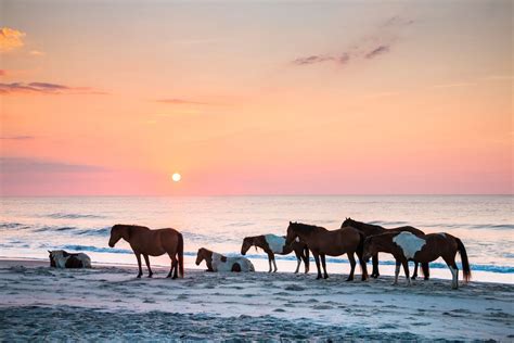 How and Where to See the Famous Wild Horses of Maryland