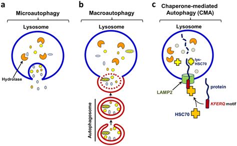 Types of autophagy: a Microautophagy: Lysosome directly engulfs ...