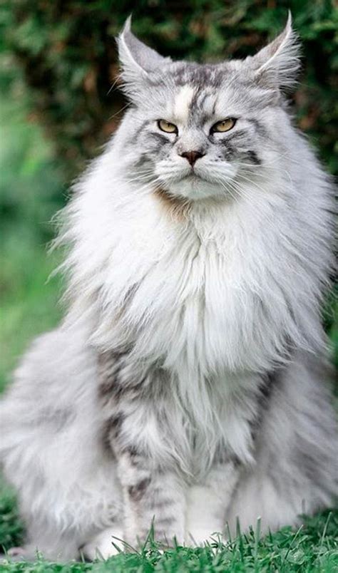 Large Domestic Cat Breeds Maine Coon Cat Meme Stock Pictures And Photos ...