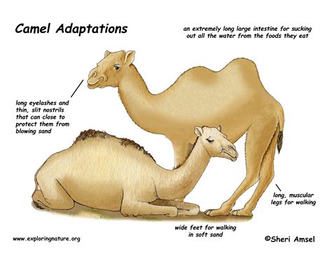 Camel Adaptations