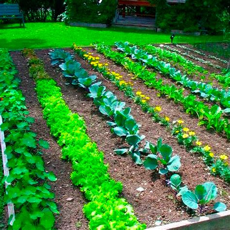 Cultivar el huerto propio es una muy buena alternativa para quienes les ...