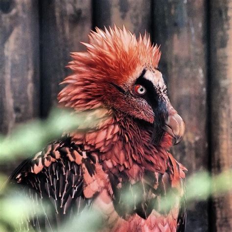 Bearded Vulture | Unusual animals, Rare animals, Weird animals