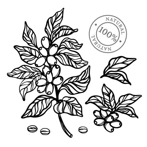 COFFEE OUTLINE Monochrome Design Label Vector Illustration Set 20196408 ...