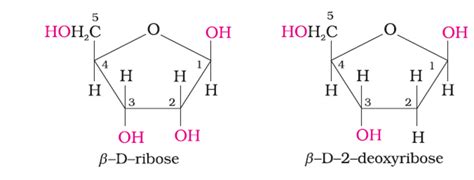 The pentose sugar in DNA and RNA has the:open chain structurepyranose ...