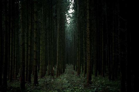 The most terrifying haunted forests in the world | ZumTrip