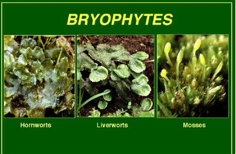 Bryophytes: Amphibians of the Plant Kingdom