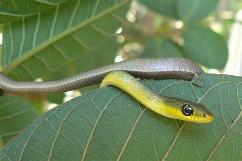 Common Tree Snake - Logan & Brisbane Snake Catchers