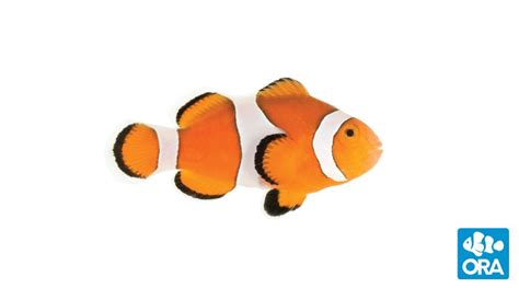 Ocellaris Clownfish | Amphiprion ocellaris | ORA | Oceans, Reefs ...