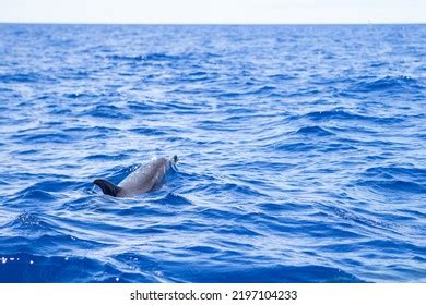 Dolphin Natural Habitat Common Bottlenose Dolphin Stock Photo ...