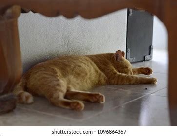 Golden Cat Sleeping Under Table Stock Photo (Edit Now) 1096864367