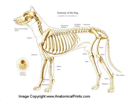 Canine Skeleton Poster - Clinical Charts and Supplies