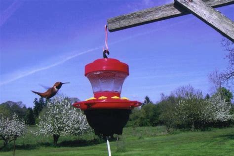 Best Heater For Hummingbird Feeders In Canada 2024 - Canadians Best