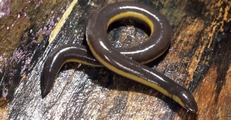 Caecilian - A-Z Animals