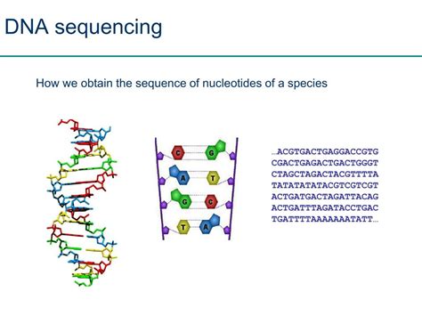 PPT - DNA Sequencing and Assembly PowerPoint Presentation - ID:496522