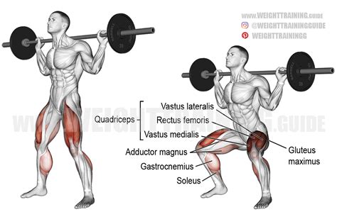 Barbell squat exercise instructions and video | Weight Training Guide