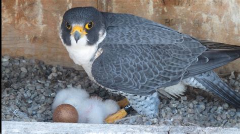 3 baby Peregrine falcons born in Rochester | WHAM