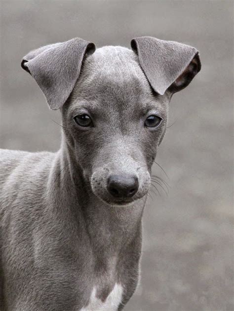 The Other Friends: Top 5 Dog Breeds For Lazy Owners Italian Greyhound ...