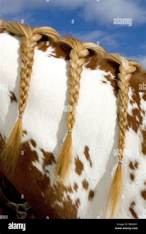 Braided Horse Mane Stock Photo - Alamy