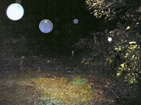 Back yard Orbs & Colors of Orbs http://www.pinterest.com/pin ...