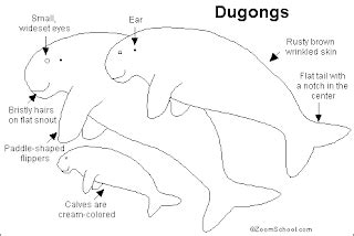 Facts On Dugong