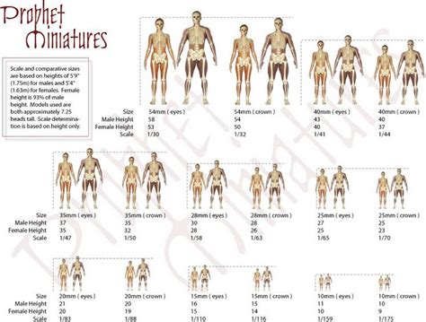 Armature scale charts | Miniatures tutorials, Sculpting tutorials ...