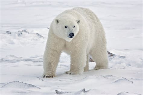 Polar Bear Watching in Alaska 2025 - Rove.me