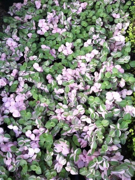 Pink Panther callisia Repens Variegated Variegated Turtle - Etsy ...