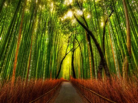 wallpaper: Bamboo Forest Wallpapers