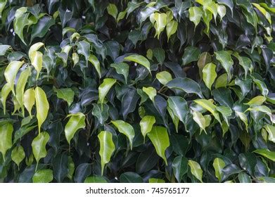 Banyan Tree Leaves Stock Photo 745765177 | Shutterstock