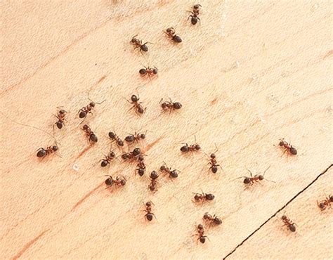 3 Types of Ants That Can Damage Your Yard - Dave's Pest Control