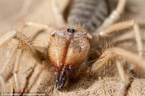 Arizona man finds spider-scorpion hybrid in Phoenix | Daily Mail Online