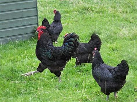 Considering Jersey Giant chickens? The 18 things you must know first ...