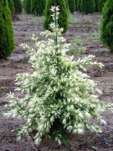 White Tip Cedar - Cedrus deodara Albospica 3 - Year Live Plant ...